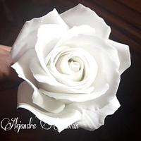 Rosa Blanca!!