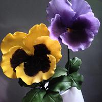 Waiting for spring...Pansy