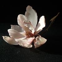 Gumpaste magnolia