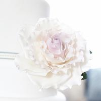 Oversized ivory and lilac rose