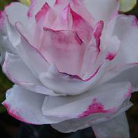 Wafer Paper Rose 