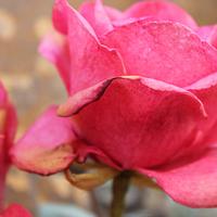 wafer paper rose