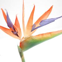Wafer Paper Flower:  Bird of Paradise - Strelitzia