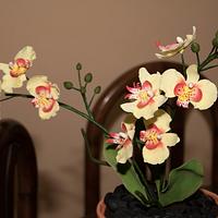 Orchid Flower Pot Birthday Cake