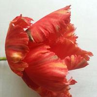 Icing Fringed parrot tulip