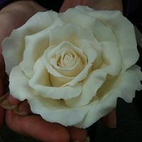 Cream Icing Rose - Full Bloom
