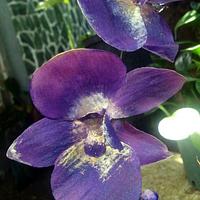 Flower pot orchid