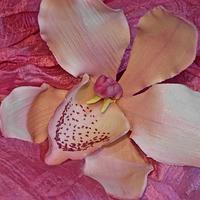 Hawthorne Orchid