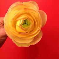 Pink, white and Yellow Ranunculus