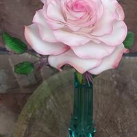 Pink-White Rose