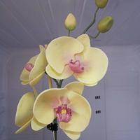 Orchid 3D with cake lace 