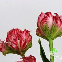 Tri-colours Tulips