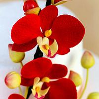 Red Orchids