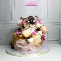 Cat Cat