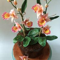 Orchids in a Pot