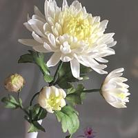 Japanese Chrysanthemum