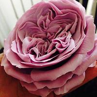 Open Lavender English Rose