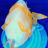 3D Fish