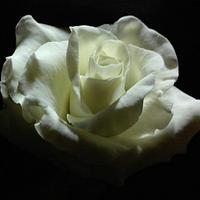 simply a rose
