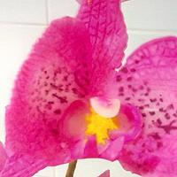 gum paste Moth Orchid