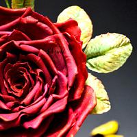 Deep Red Rose!!