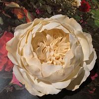 Cream English style sugar rose