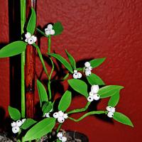 Sugar Phalaenopsis Orchid arragement