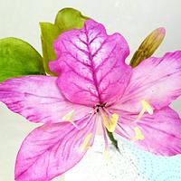 Free formed Bauhinia( Orchid tree)