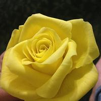 Yellow Sugar Rose