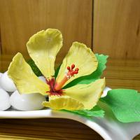 Hibiscus Hibiscus