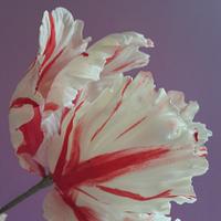 Gumpaste parrot tulip 