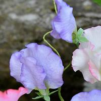 Sweet peas - the most delicate decoration for the cake