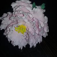 Peony Peony