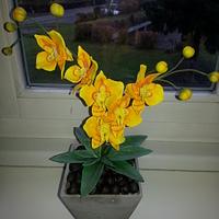 Orchid Part I