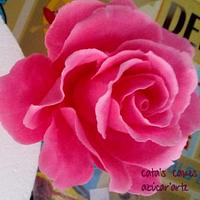 electric pink rose