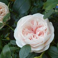 David Austin english roses - Decorated Cake by Petra - CakesDecor