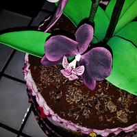 pianta di orchidee - orchid plant