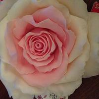 Playing with Sugar Pink / white Rose'