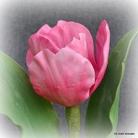 Triumph Tulip