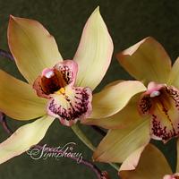 Classy Cymbidium Orchids