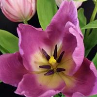 Tulip sugar flowers