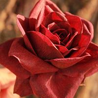 Wafer paper rose 🌹 