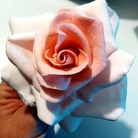 Vintage pink rose