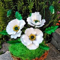White poppies White poppies
