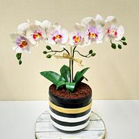 Orchid Pot  Cake