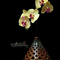 phalaenopsis/Moth Orchids