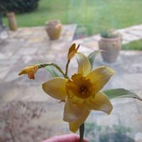 Daffodil - a Brief Guide