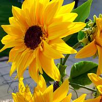 Gumpaste sunflower