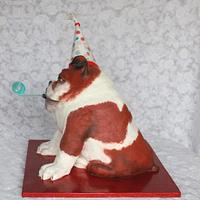 Bulldog party lover