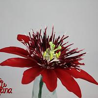 red passion flower